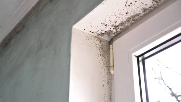 Home Mold Removal in Arkansas City, KS