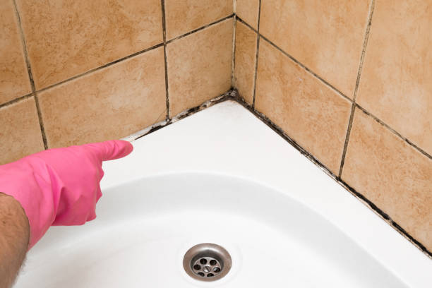 Trusted Arkansas City, KS Mold Removal Experts